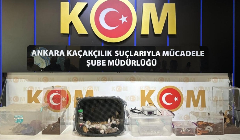 Ankara merkezli operasyonlarda 96 egzotik hayvan ele geçirildi