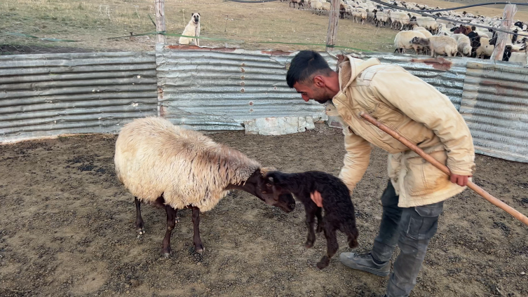 Kars yaylalarında bir baba-oğul hikayesi