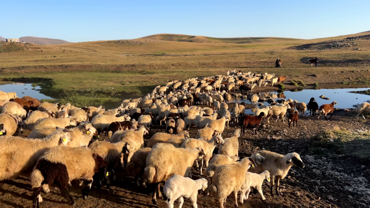 Kars yaylalarında bir baba-oğul hikayesi
