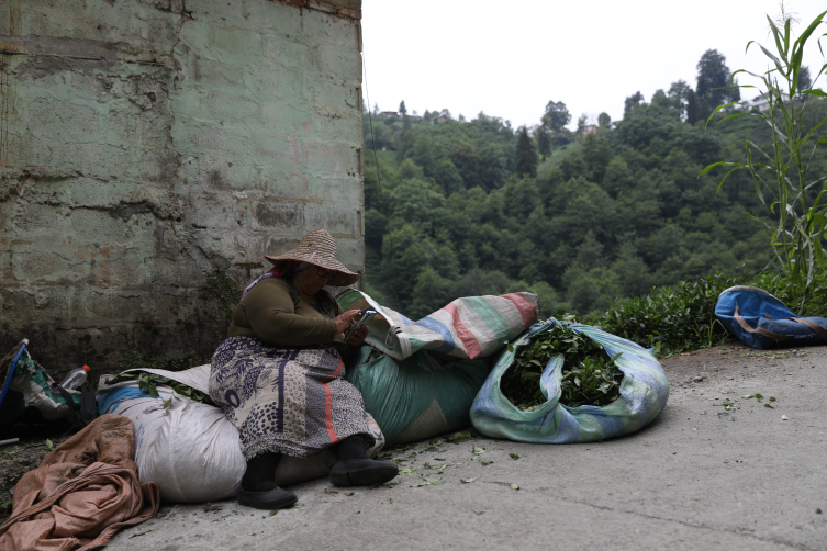 Rize Çayeli’nde ikinci sürgün mesaisi