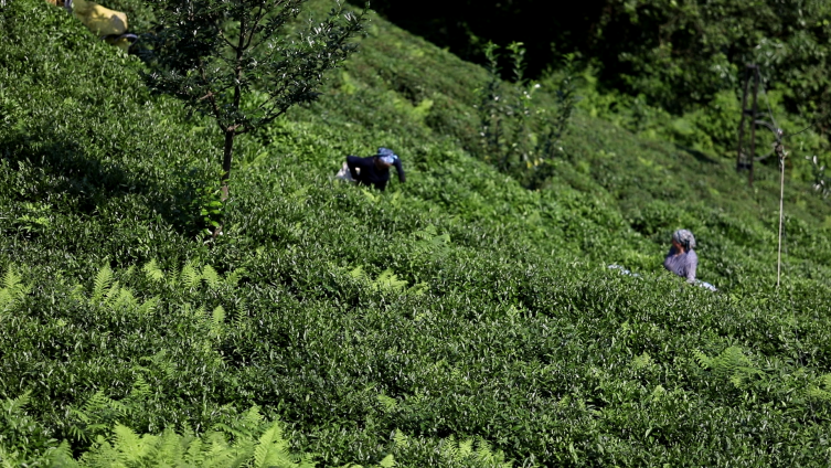 Rize Çayeli’nde ikinci sürgün mesaisi