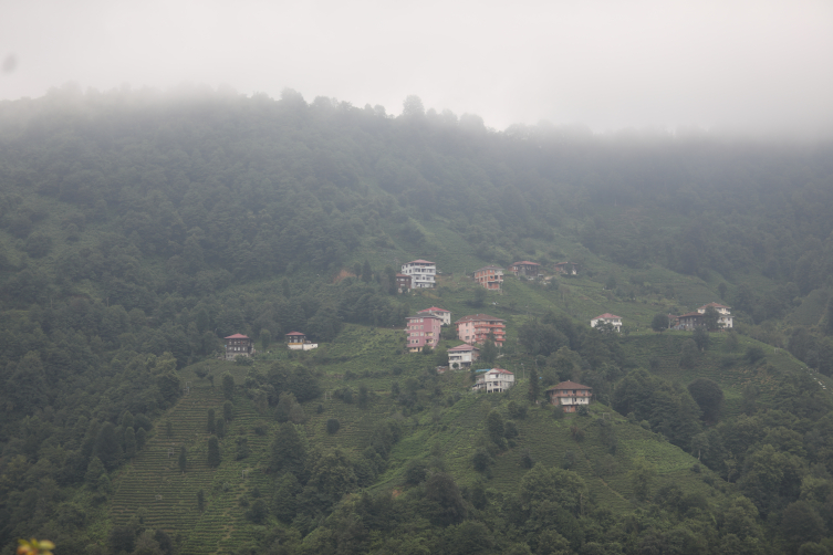 Rize Çayeli’nde ikinci sürgün mesaisi