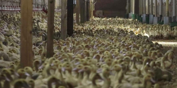 Almanya’da kuş gribi nedeniyle 400 bin fazla hayvan itlaf edildi
