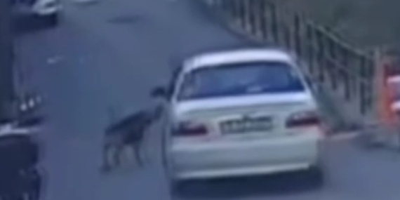 Aracına havlayan sokak köpeklerinden birini ezip kaçtı