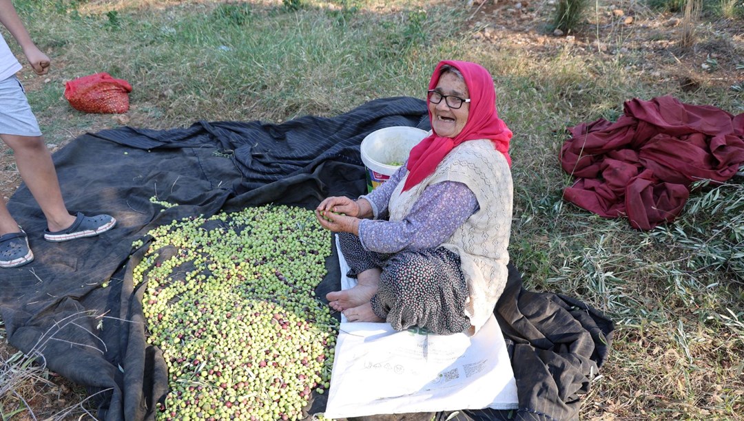 Ata yadigarı ağaçlardan toplanıyor: 5 kilodan 1 kilo yağ çıkıyor