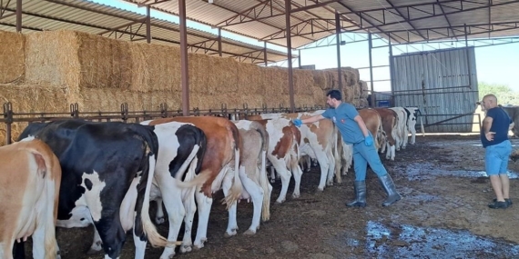 Aydın’da şap hastalığı: 13 mahalle karantinaya alındı