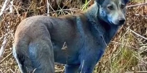 Çernobilde “mavi köpekler” görüldü: Bilim insanları alarma geçti