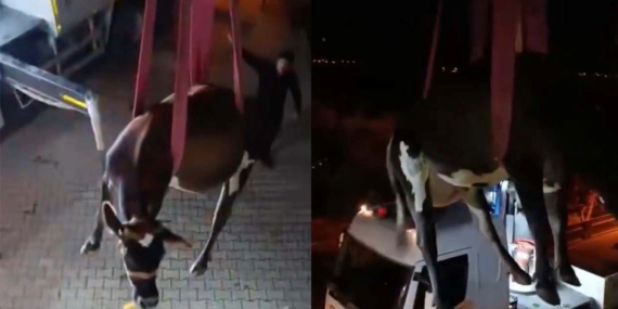 Dama çıkan inek vinçle indirildi