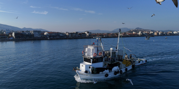 Ege’de sardalya bolluğu balıkçıları sevindirdi