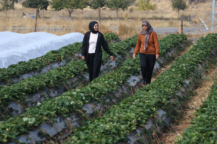 Gelin görümce Erciyes eteklerindeki atıl ata topraklarını çilek bahçesine dönüştürdü