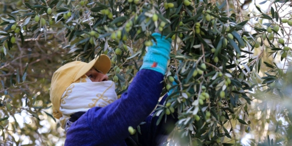 Halk arasında “yok yılı” döngüsü olarak biliniyor: Rekolte kaybı var ama kalitesi sevindirdi