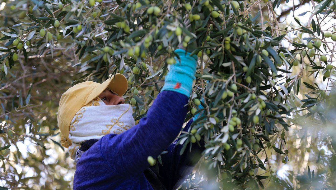Halk arasında "yok yılı" döngüsü olarak biliniyor: Rekolte kaybı var ama kalitesi sevindirdi