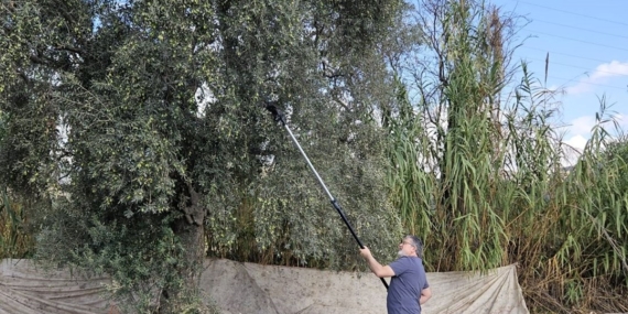 Hasat dönemi başladı: “Şifa niyetine tüketilmesi gereken bir gıda”