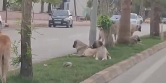 Hatay’da başıboş köpekler korku saçıyor