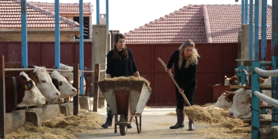 Hayvancılıkta verimlilik gelecek yıl desteklerle artırılacak