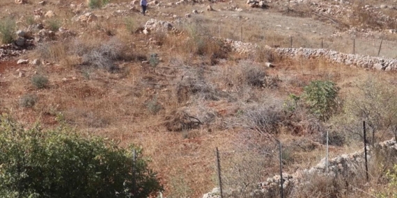İsrail’in yerinden ettiği Lübnanlılar, 2 yıl sonra döndükleri zeytinliklerini yok edilmiş halde buldu