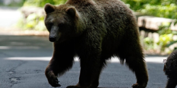 Japonya’da ayı saldırılarıyla mücadele etmek için lisanslı avcıların işe alınması planlanıyor