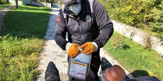 Kahverengi kokarca ile mücadele sürüyor
