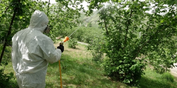 “Kahverengi kokarca” istilası olumsuz etkiledi: 3’lü zarar, 50 bin ton kayıp var