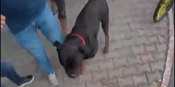Köpek saldırısı kask kamerasında