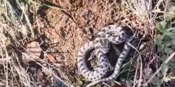 Mantar ararken karşılaştı: Dünyanın en zehirlisi