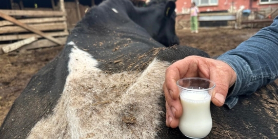 Şap vurdu: 35 litre süt veren sığırdan bir çay bardağı süt aldı