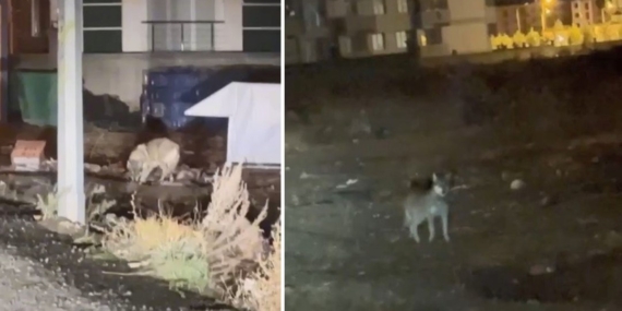 Şehir merkezinde kurt şaşkınlığı