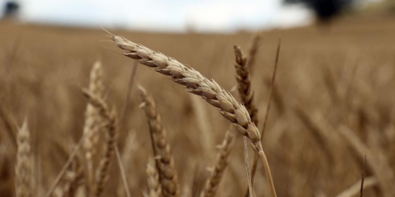 Tarımsal üretime yönelik Hazine destekli finansmana ilişkin limitler yeniden belirlendi