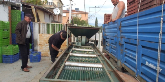 Yağmur ardından hasat başladı, elekler kuruldu: Kilosu 80 liraya kadar çıkıyor
