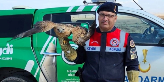 Yaralı kızıl şahin koruma altına alındı