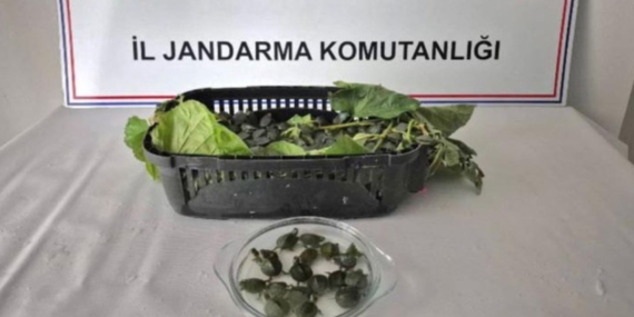 Yolcu otobüsünde 500 istilacı su kaplumbağası ele geçirildi