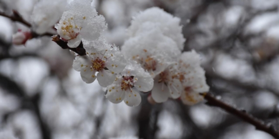 Zirai dondan etkilenen üreticilere destek ödemesi sürüyor