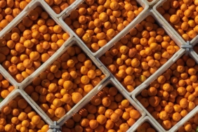 10 aylık mandalina ihracatı 375 milyon dolara yükseldi