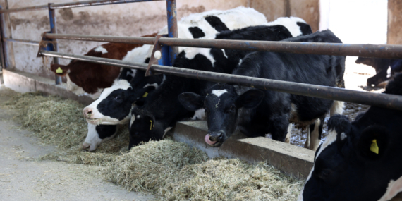 20 inekle başladı, günlük 1 ton süt üretir hale geldi