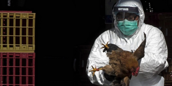 ABDde H5N5 kuş gribi nedeniyle ilk insan ölümü