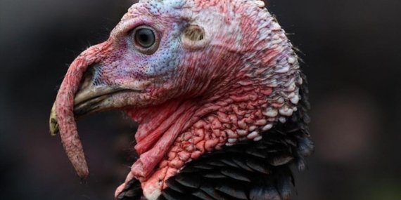 ABD’de Şükran Günü hırsızlığı: Yüzlerce hindi çalındı