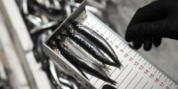 Ankarada su ürünlerine sıkı denetim: 4 ton ürüne el konuldu