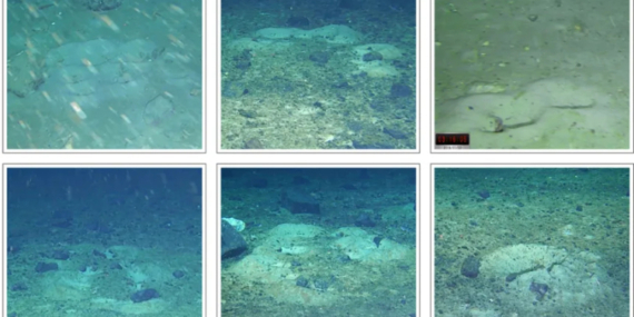 Antarktikada balıkların yaptığı geometrik desenler keşfedildi