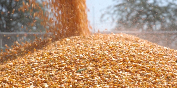 Arpa ve mısır ithalatında tarife kontenjanları 1 milyon tona yükseltildi