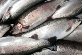 Artvin'den 67 ülkeye Türk somonu ihraç edildi