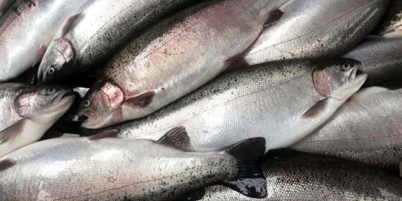 Artvin’den 67 ülkeye Türk somonu ihraç edildi