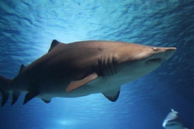 Avustralyada köpek balığı saldırısı: Genç kadın hayatını kaybetti