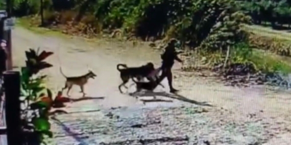 Bahçedeki köpeği alıp kaçtı