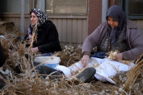 ''Beyaz altın'' olarak biliniyor: Hasat sonrası yoğun mesai