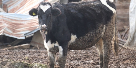 Bolu’da 18 köy ve 4 mahallede şap karantinası
