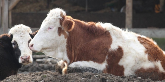 Bolu’da şap alarmı: 18 köy ile 4 mahalle karantinada