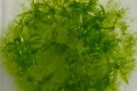 Bu yosun, uzayda dokuz ay yaşayarak rekor kırdı