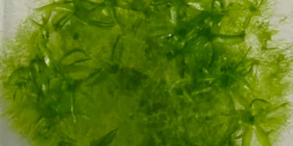 Bu yosun, uzayda dokuz ay yaşayarak rekor kırdı