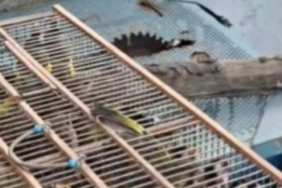 Bursa'da kuş kaçakçılarına 415 bin lira ceza