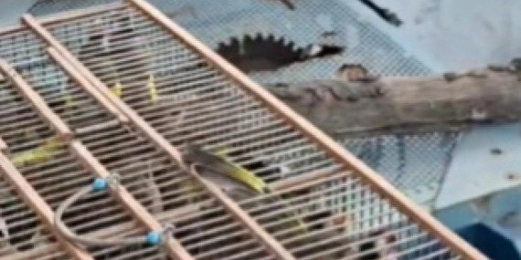 Bursa’da kuş kaçakçılarına 415 bin lira ceza